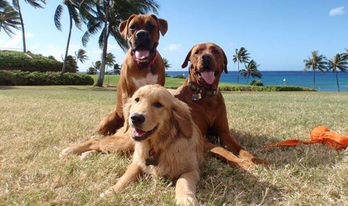 Hawaii Turns to Tourists to Ease Stray Dog Problem