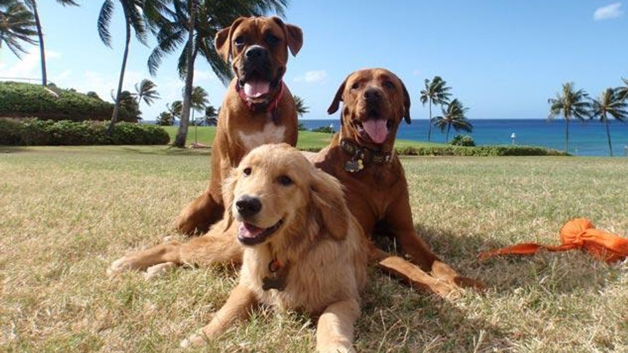 Hawaii Turns to Tourists to Ease Stray Dog Problem