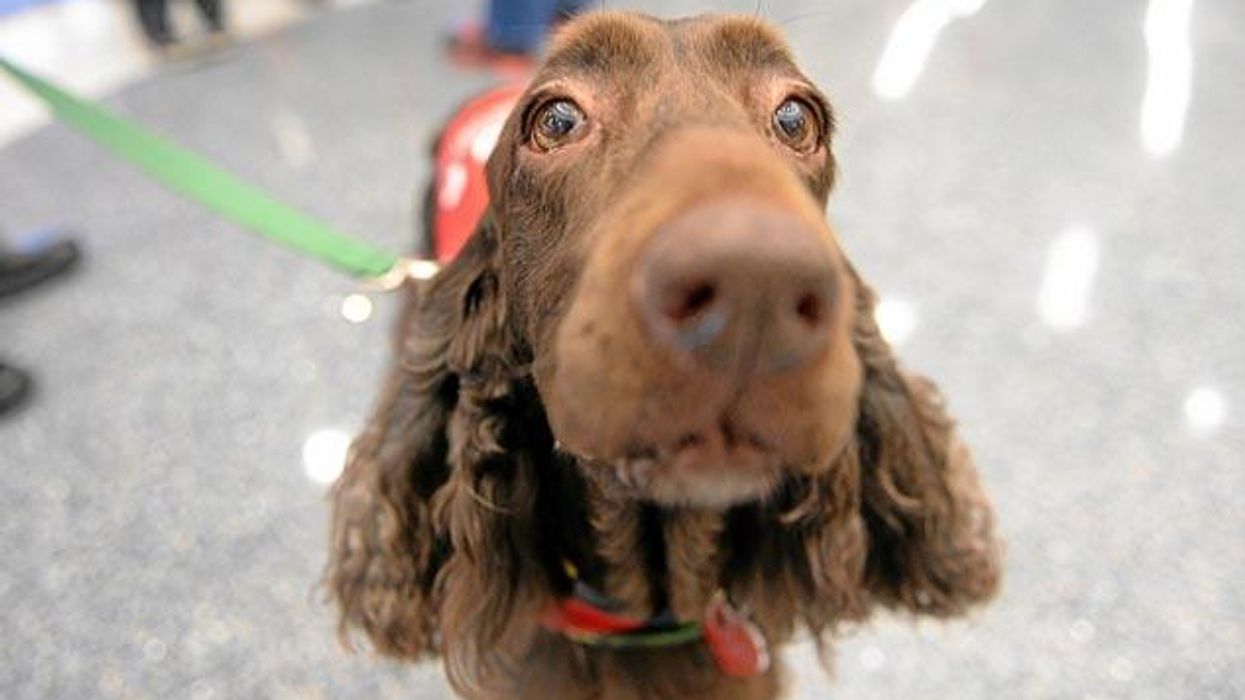 Pets to the Rescue at LAX