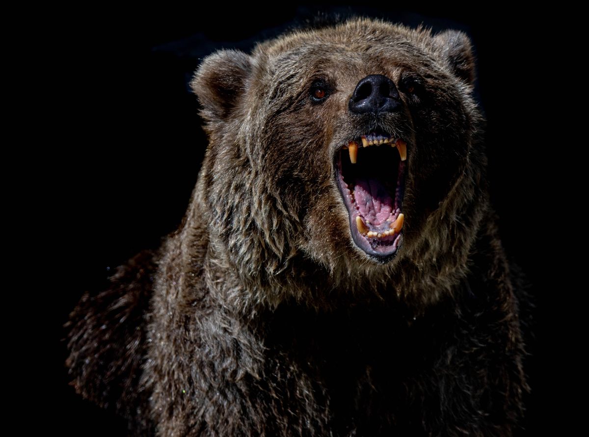 When a Bear Attacks Don't Shove Your Slower Friend Down NPS Says