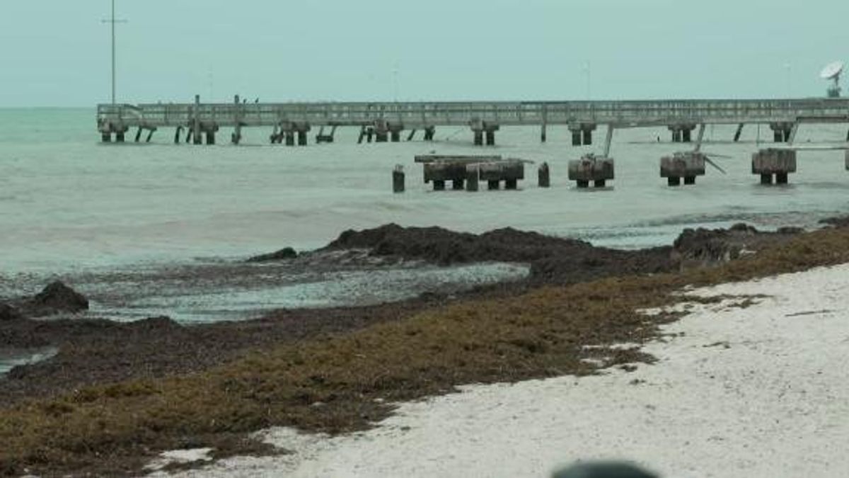 Massive Swath of Seaweed Hits Florida Beaches