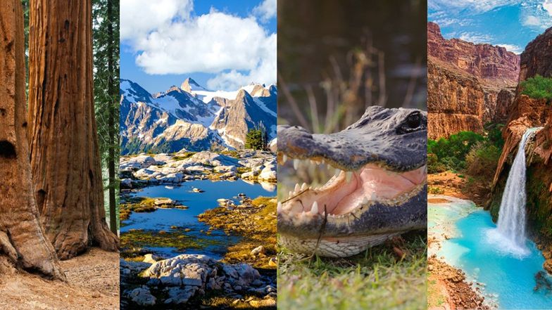 Unique Alligator Wallet For Men – Southern Trapper