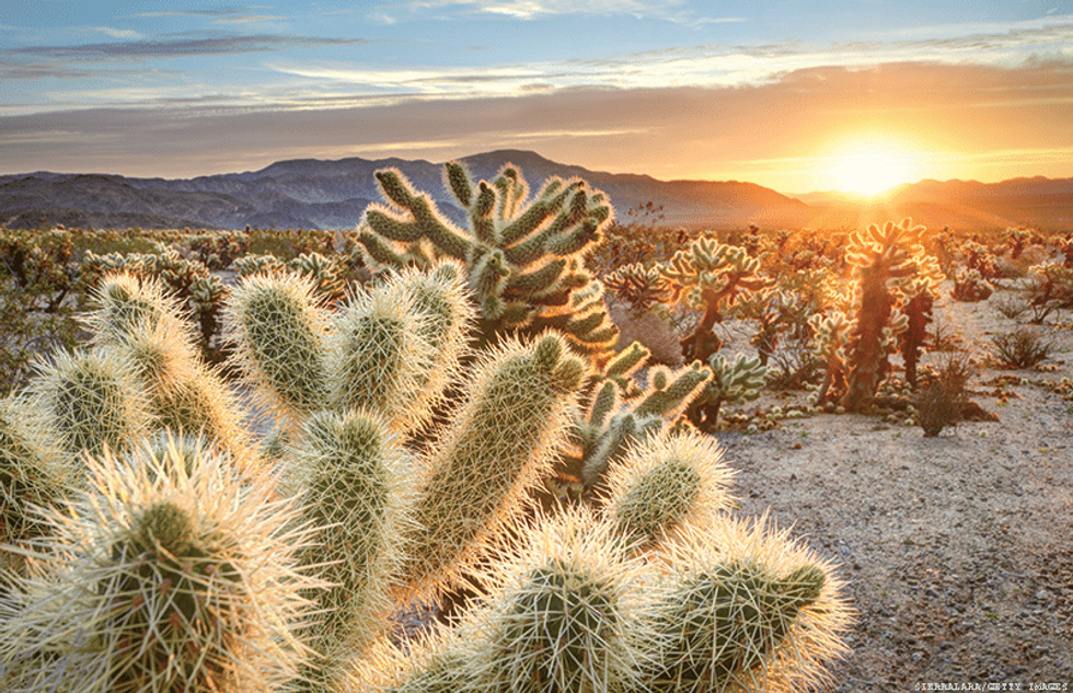 Joshua Tree National Park is One of 10 Places to Visit Before They\u2019re Gone