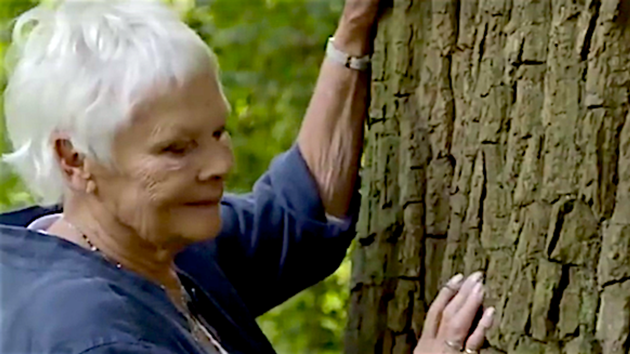 judi dench hugging a tree
