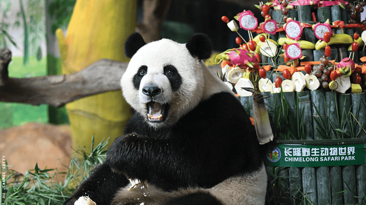 Lesbian Couples Sue Zoo In China After Denial of Couples Discount