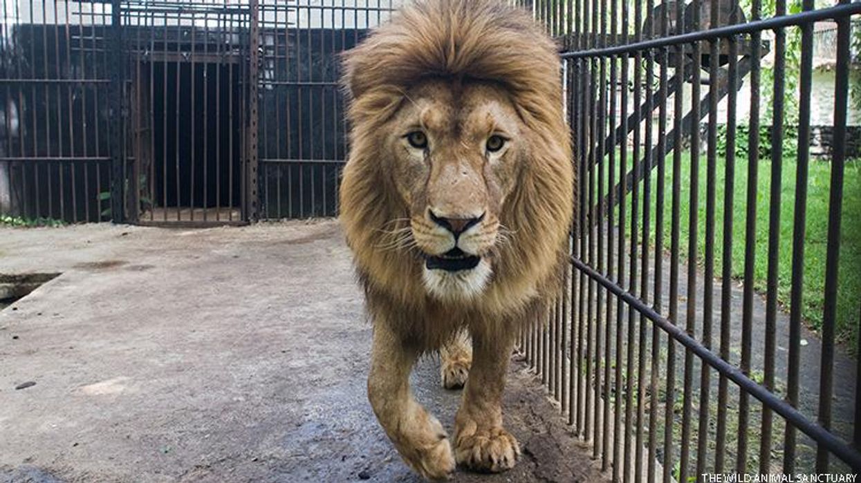 Lions Rescued From Ukraine Find New Home in U.S.