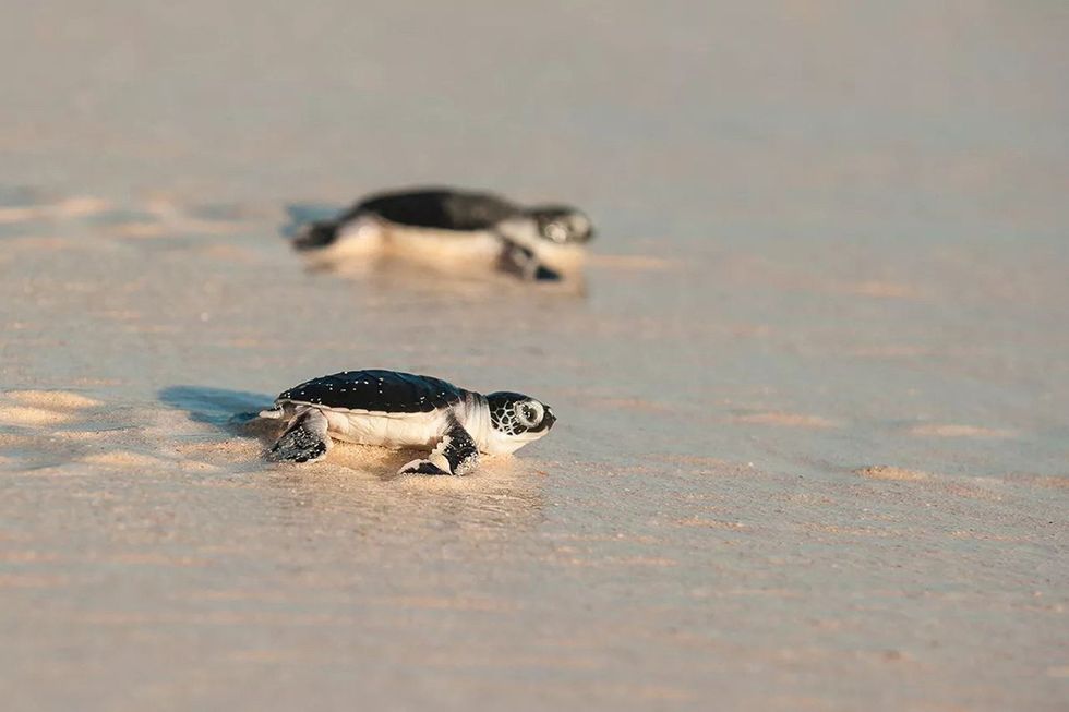 Little reptiles making a dash across the sand on the Seyechelle's North Island