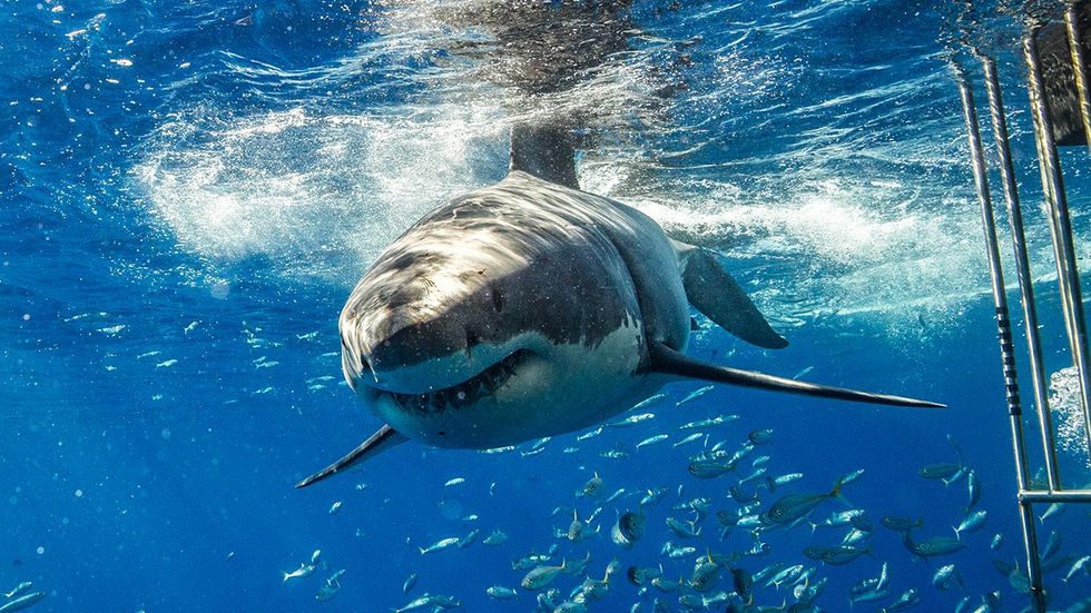 Long Islands Shark Attacks – Is It Safe to Swim?