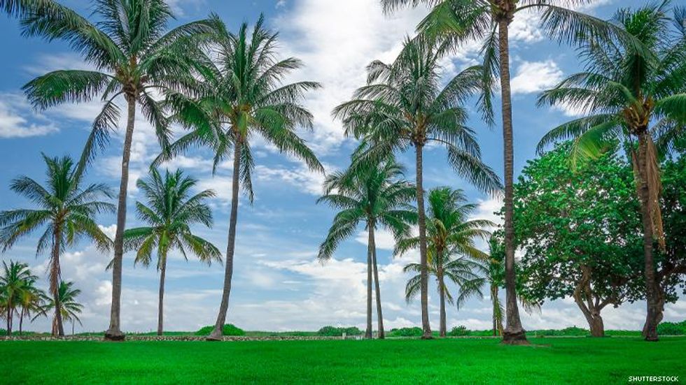 Miami Beach Lawn and Palm Trees