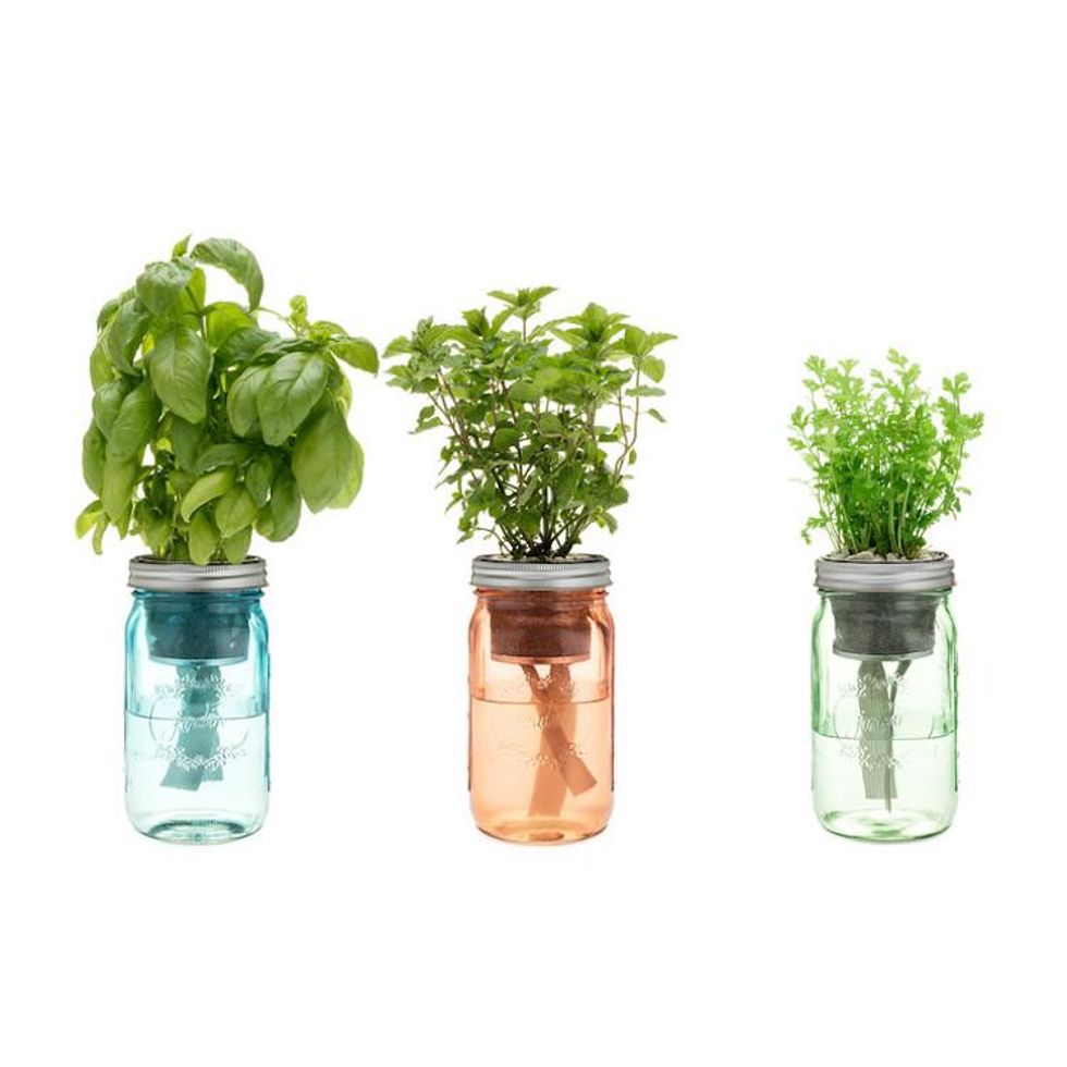 Modern Sprout Garden Jars