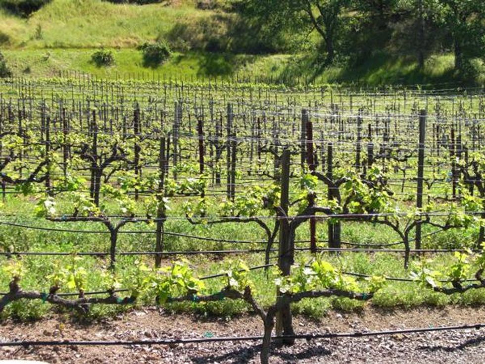 Napa Valley wineries