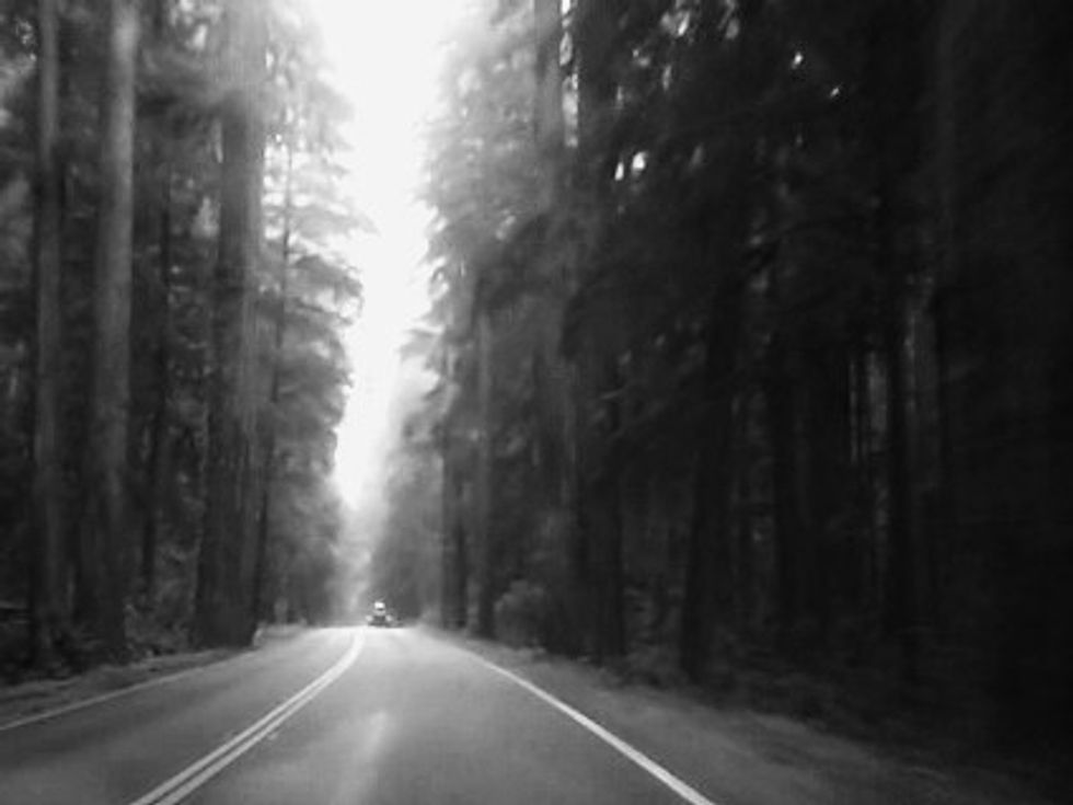 Orefornia trees drive