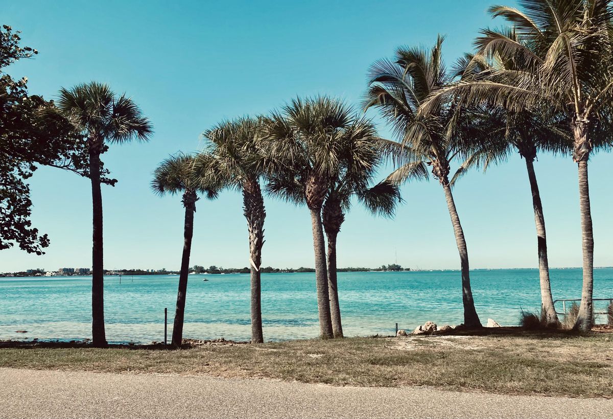 Palm Trees By The Shoreline In Tampa, Florida. Beautiful Beach Day With Slight Winds By The Ocean.