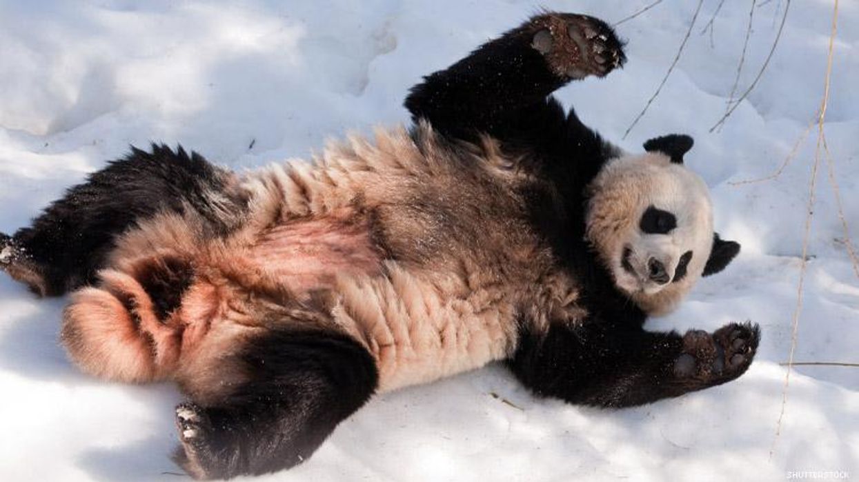 Panda on back in snow