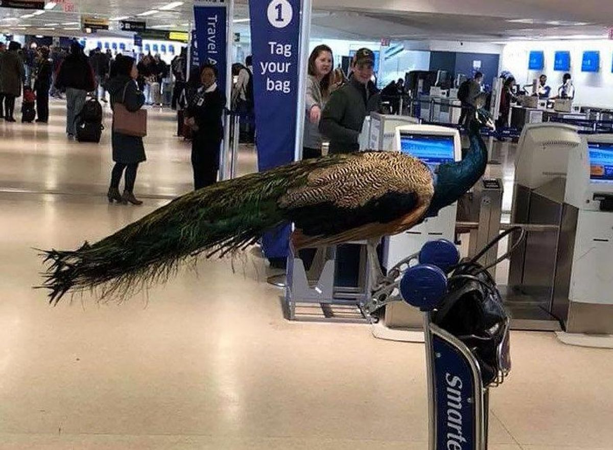 peacock at the airport 