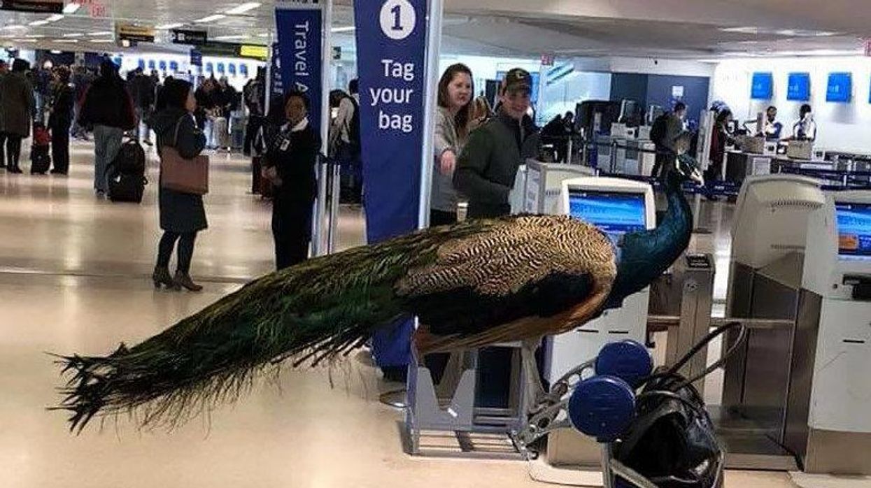 peacock at the airport