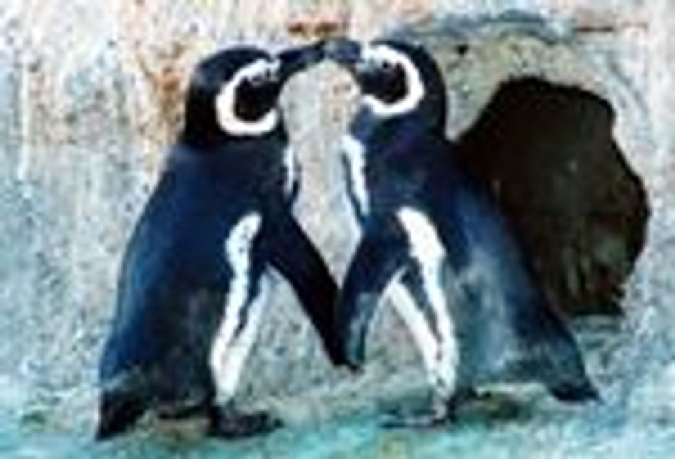 Penguins Beak to Beak