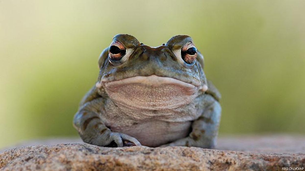 Please Don’t Lick the Psychedelic Toads
