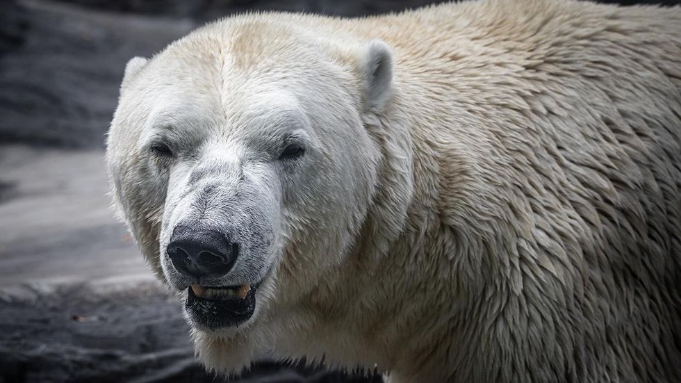 Polar Bear Kills Woman, Boy in Remote Alaska Town