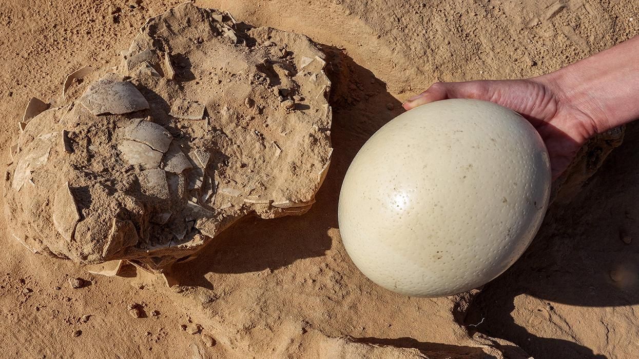 Prehistoric Ostrich Eggs Found Next to Ancient Fire Pit In Israel – Archaeologists believe the eight eggs discovered so far were up to 7,500 years old.