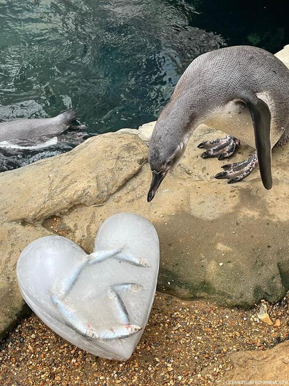 Proud Parents Diego and Zorro reveal Ponyo\u2019s gender