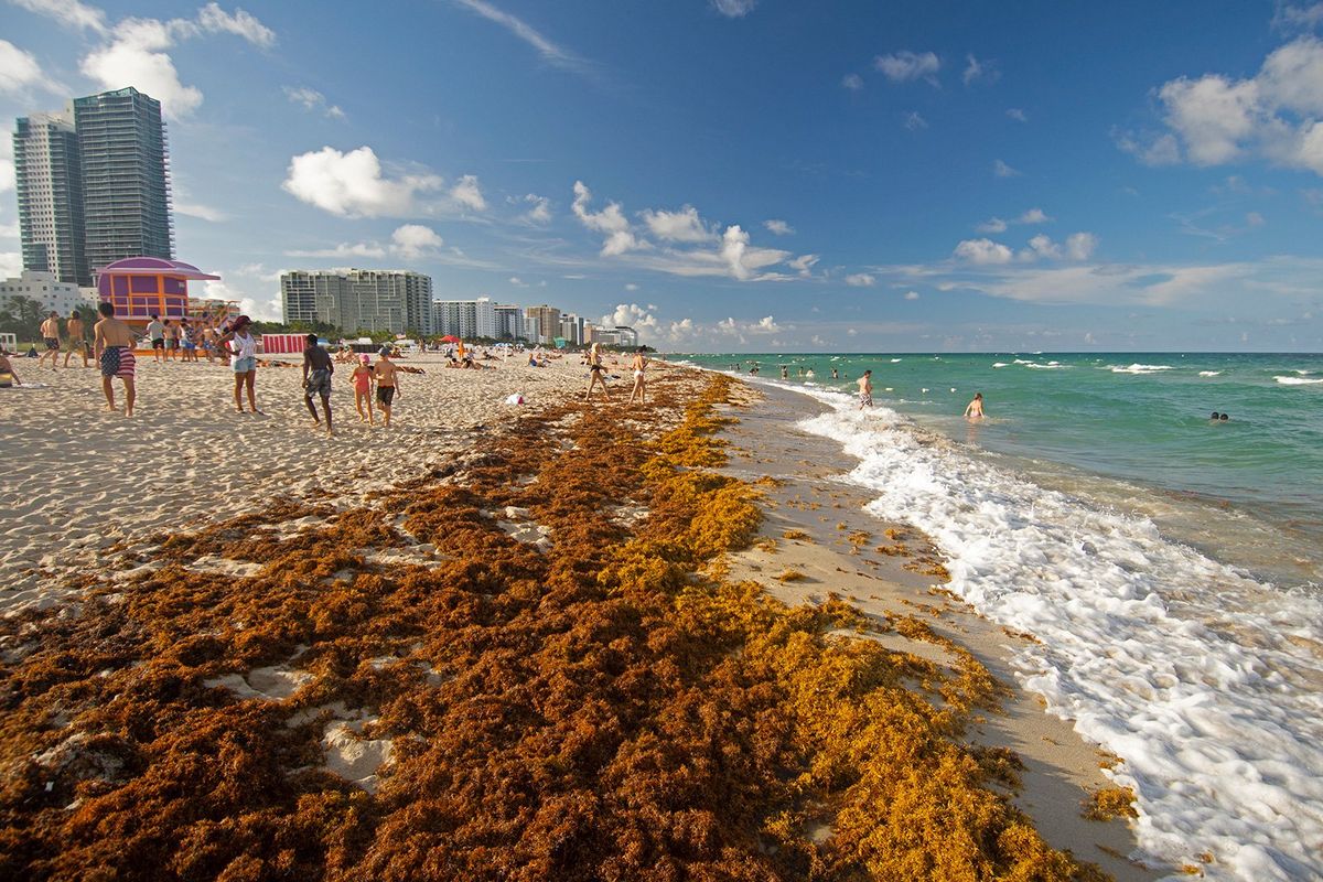 Rafts of brown seaweed pile up on the shore of Miami Beach, Florida.