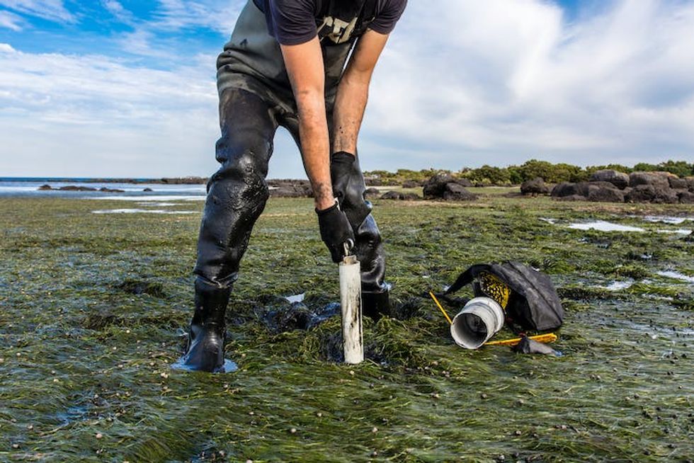 Scientist taking sediment sample in seagrass bed