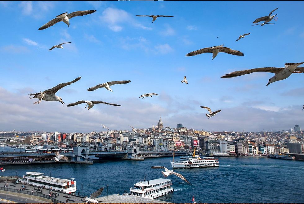 Seagulls in Istanbul Turkey