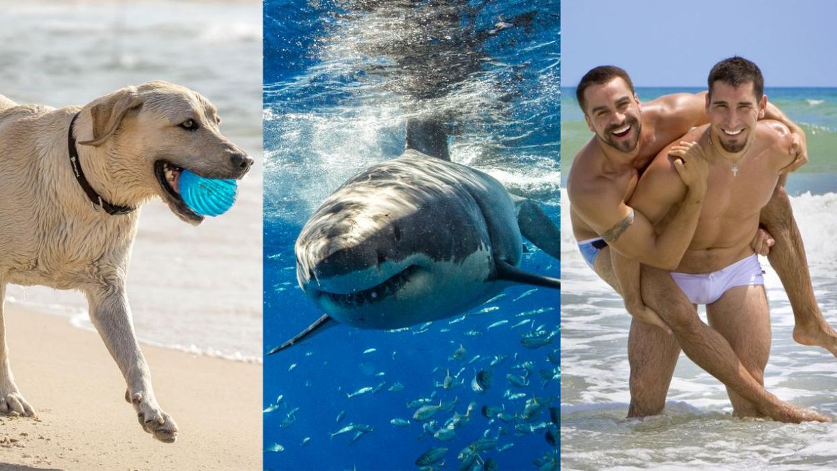 Sharks Like These 8 U.S. States Best to Bite Humans