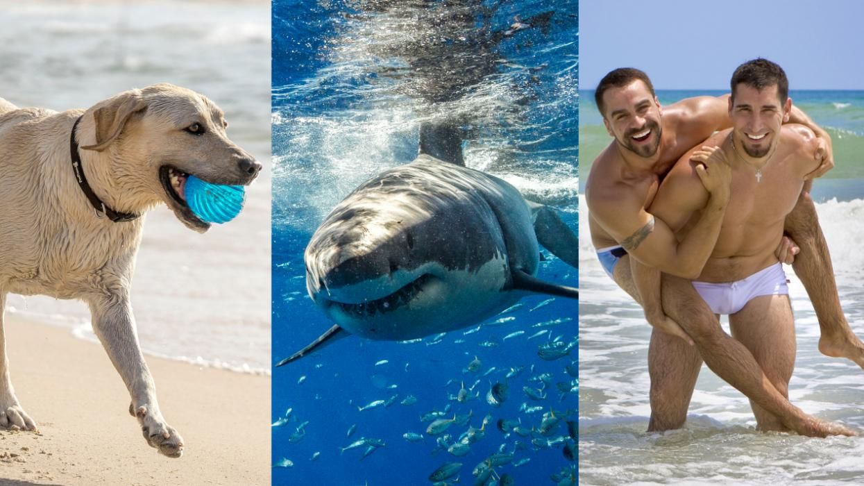 Sharks Like These 8 U.S. States Best to Bite Humans