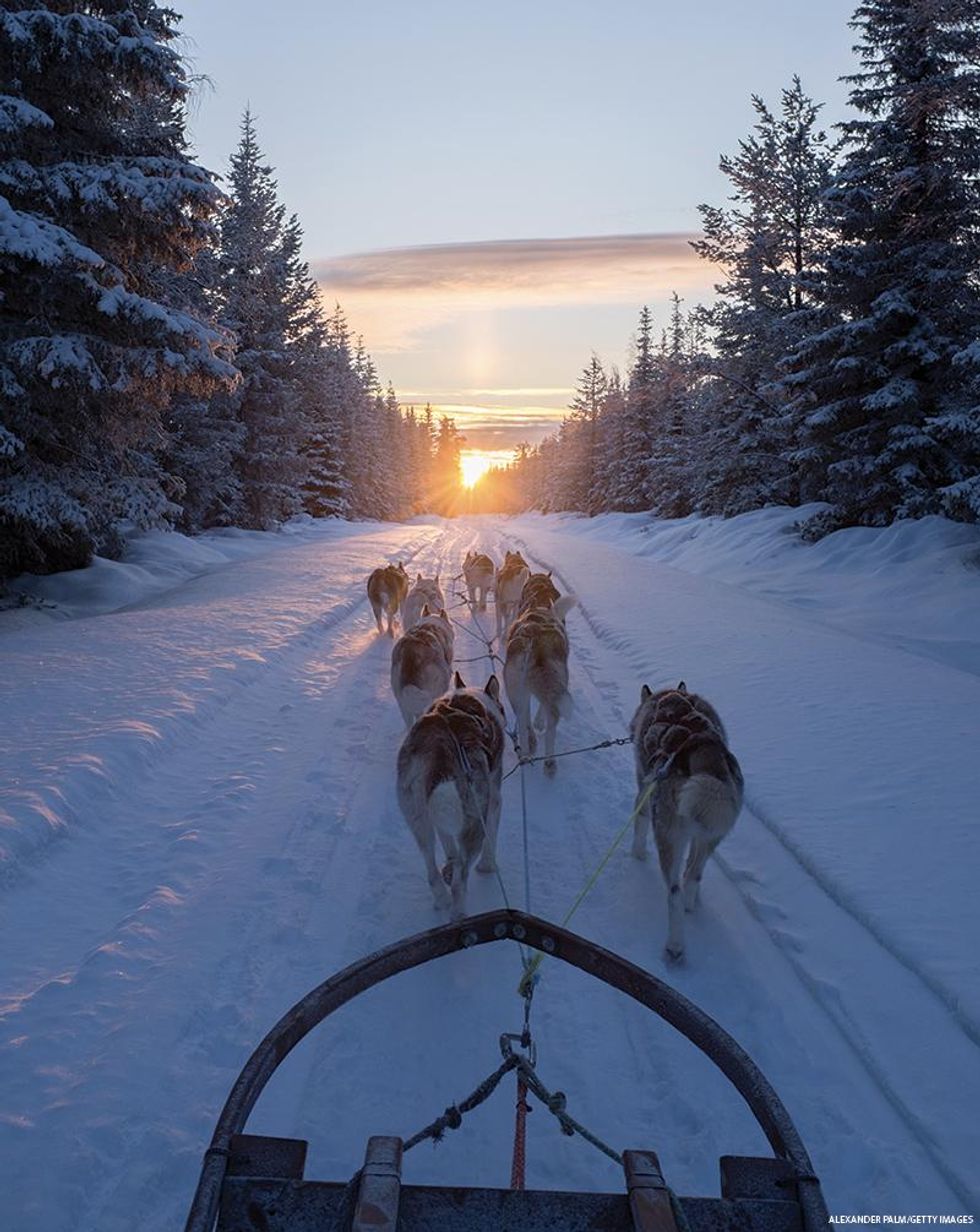 Sled dogs pulling cart on snow-covered road