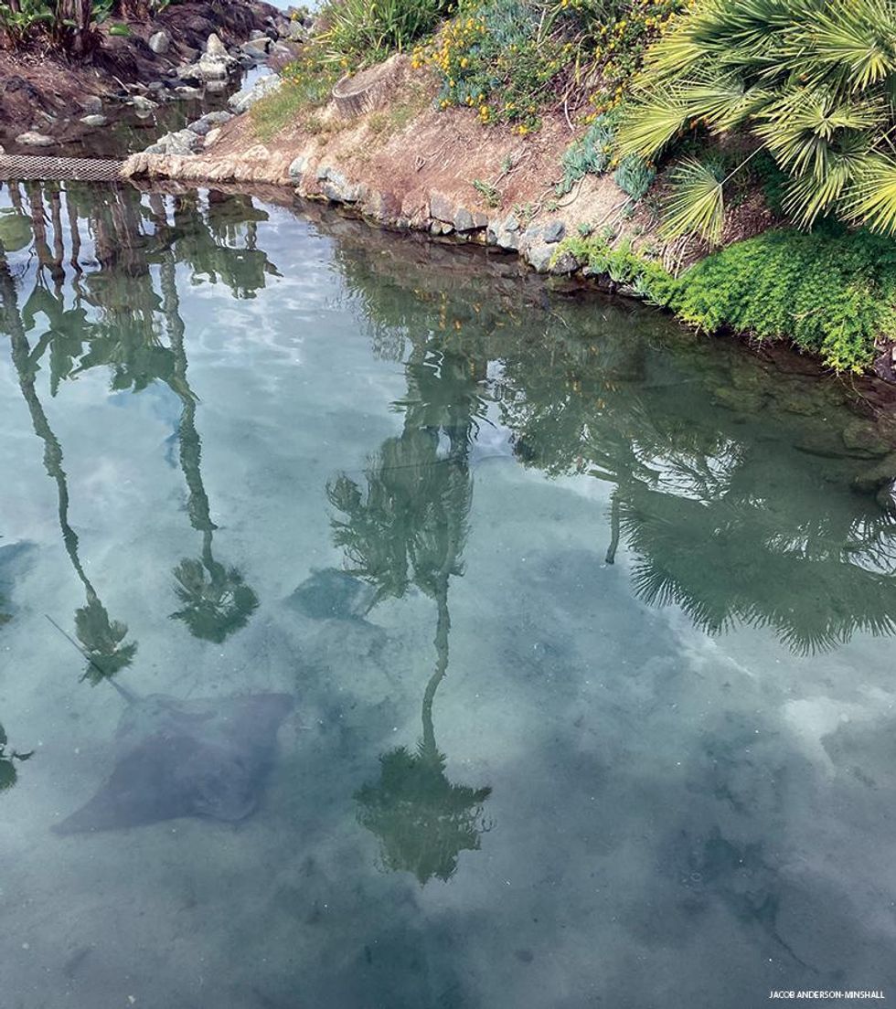 Stingrays glide past Barefoot Bar & Grill