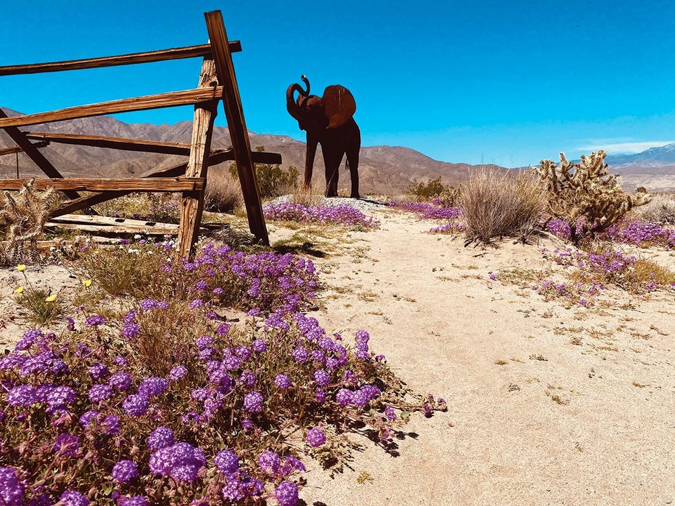 Surf, Sand, & Super Blooms: The Great Southern Californian Road Trip