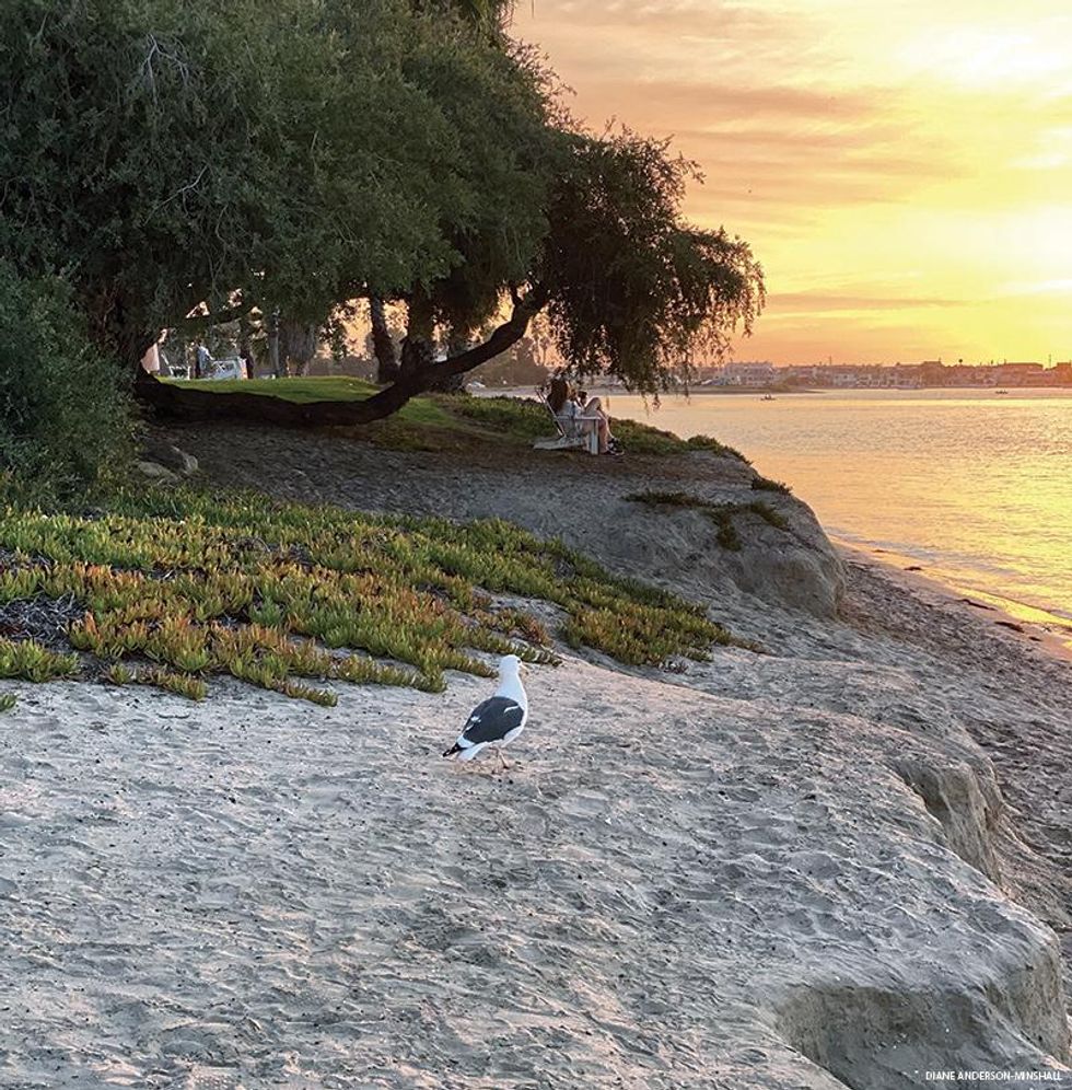 The beach at Paradise Point
