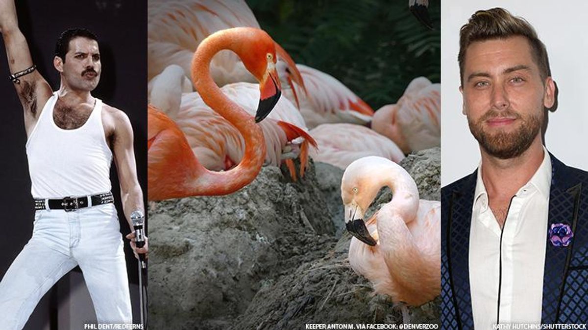The famed same-sex flamingos at the Denver Zoo reportedly remain on good terms, though, after amicably ending their multi-year relationship.