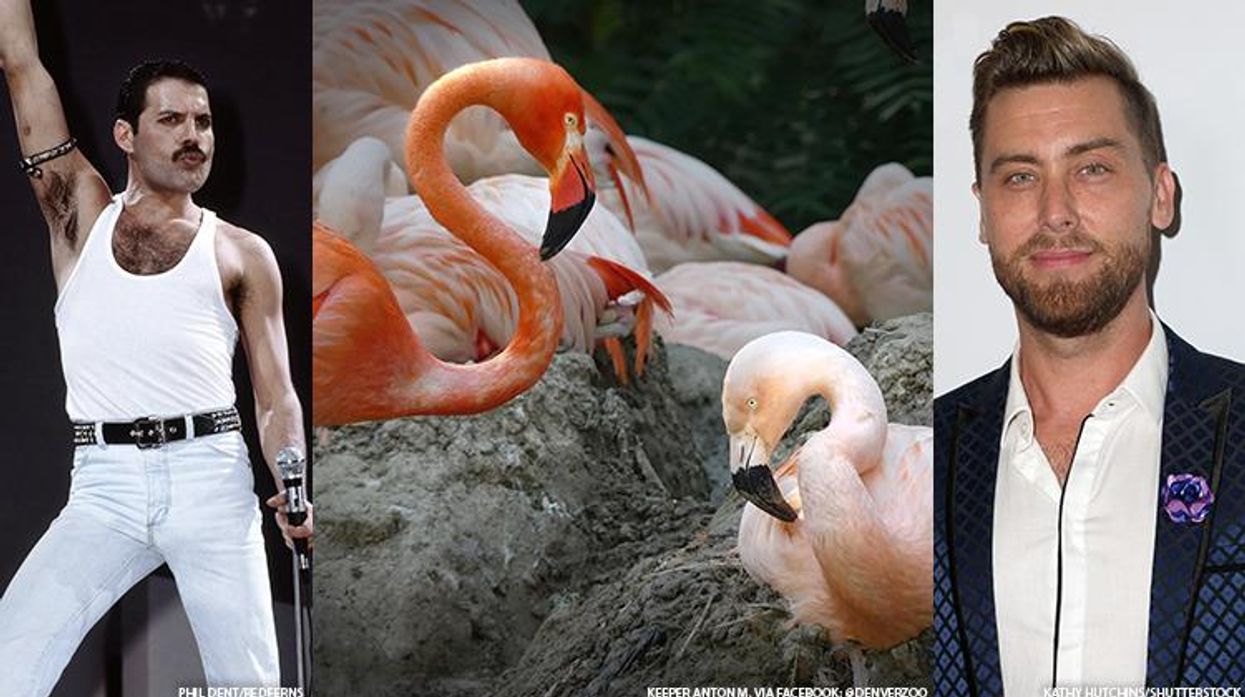 The famed same-sex flamingos at the Denver Zoo reportedly remain on good terms, though, after amicably ending their multi-year relationship.