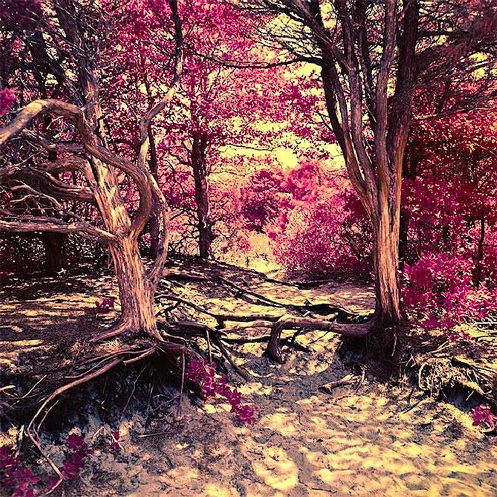 The Meat Rack by Sam Zalutsky