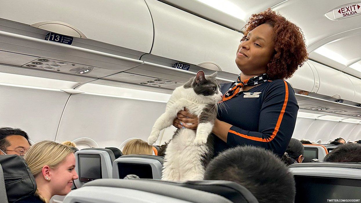 The mid-air exploits of Brian, the JetBlue cat, have gone viral and his owner says the chonky kitty is the feel-good story we need right now.