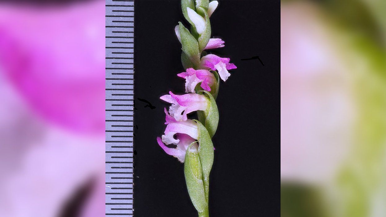 The petals of a new urban orchid species discovered in Japan look so delicate and fragile they appear to have been spun from glass