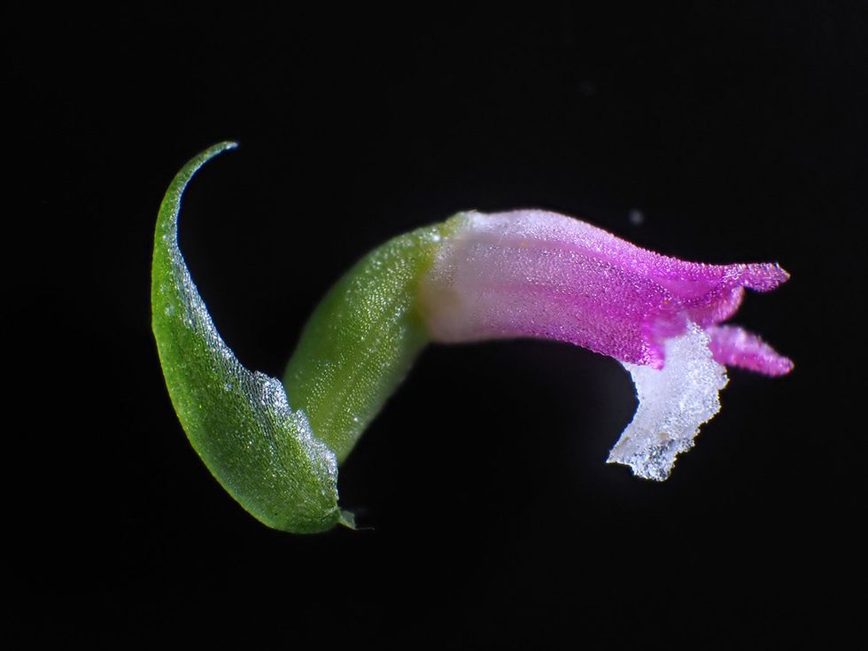 The petals of a new urban orchid species discovered in Japan look so delicate and fragile they appear to have been spun from glass