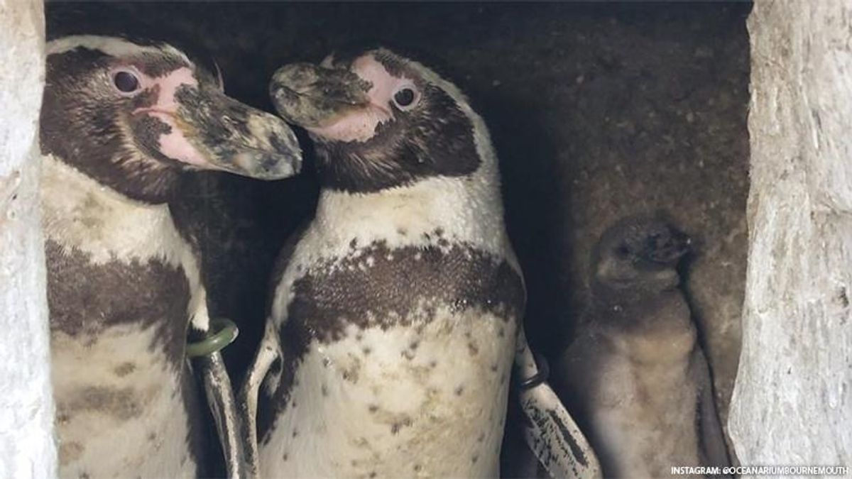 These Gay Penguins Proudly Hatched a Baby Chick