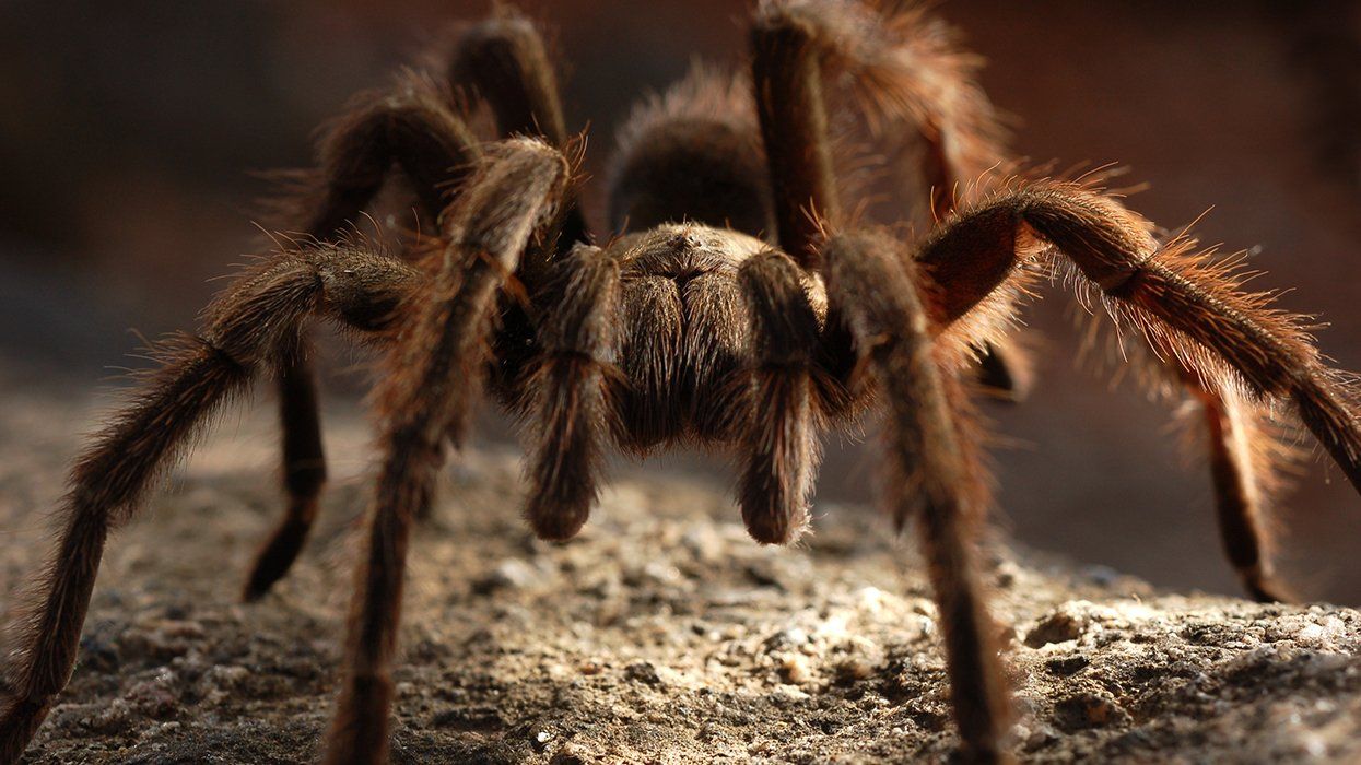 ’Tis the Season for Tarantulas in Southern California