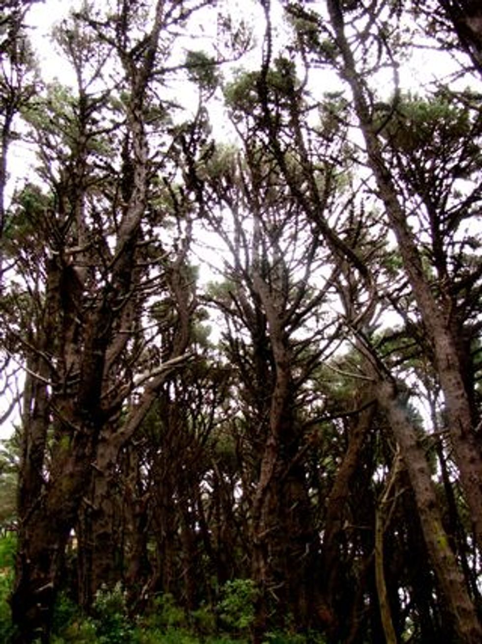 TOT Lord of the Rings NZ