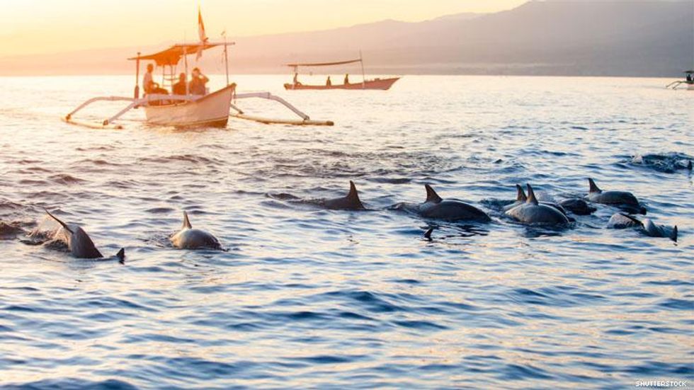 Tourist watch dolphins from a boat in Bali