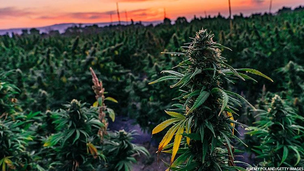 Travel Gets Easier as Biden to Pardon All Simple Cannabis Felonies