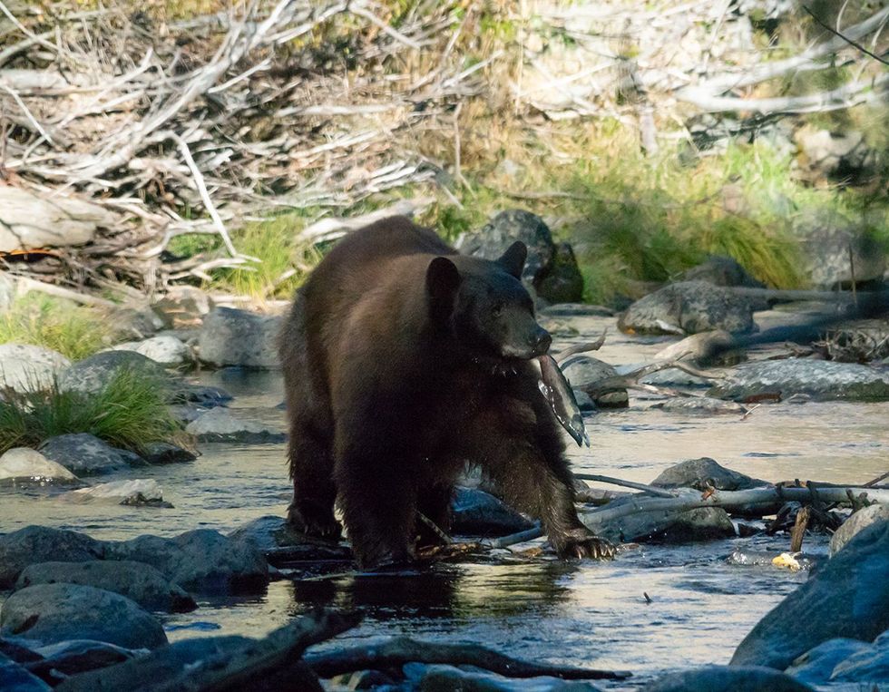 \u200bA resident black bear fishing in Taylor Creek in the Lake Tahoe Basin