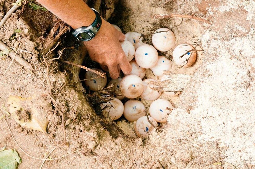 Volunteers help protect turtle eggs on the Seychelle's North Island