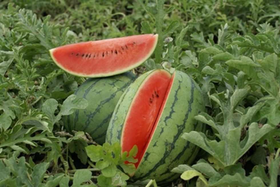 Web08-thaiwatermelon
