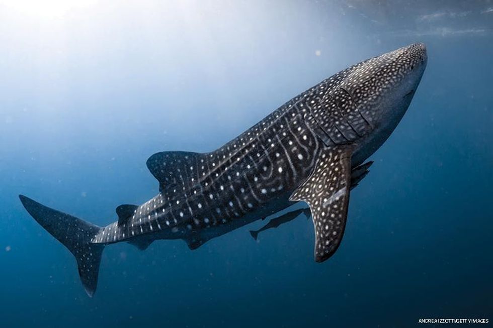 Whale sharks are gentle giant filter feeders