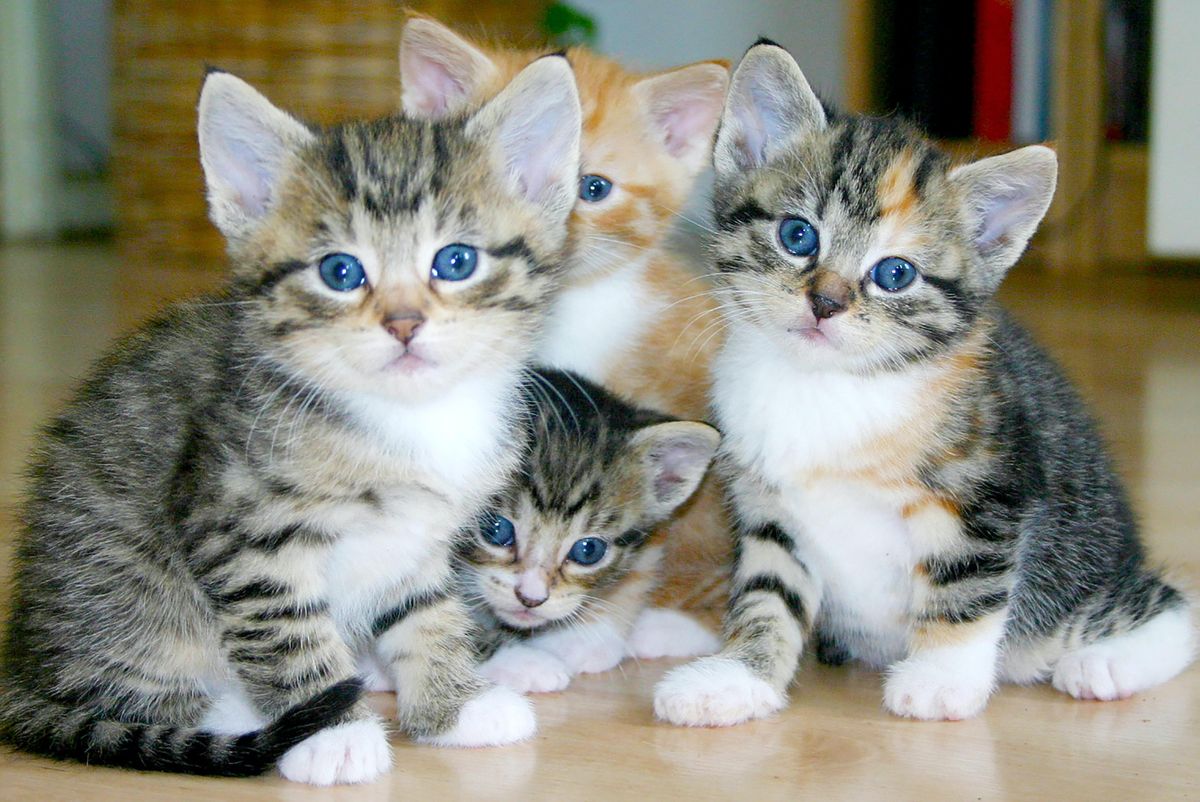 white and brown tabby kittens